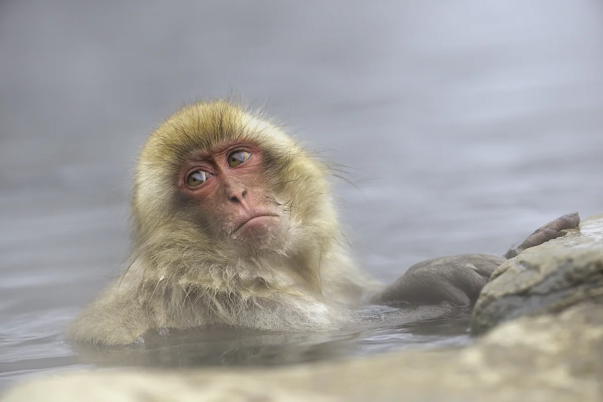 JAPANESE MACAQUE 4, Japan 2016