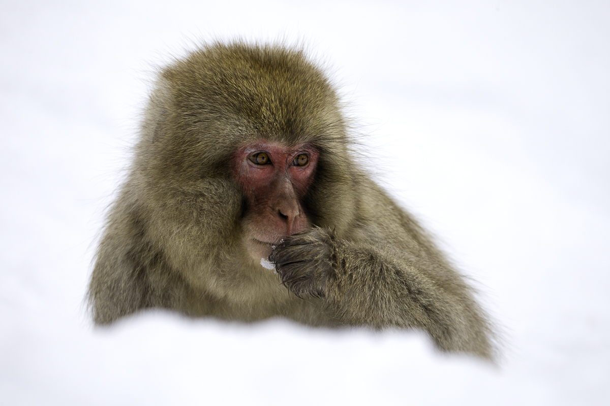JAPANESE MACAQUE 5, Japan 2016