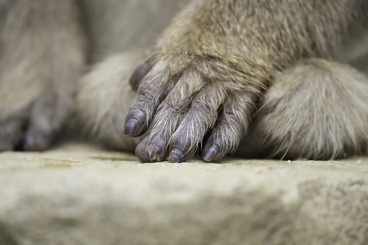MACAQUE FINGERS, Japan 2016