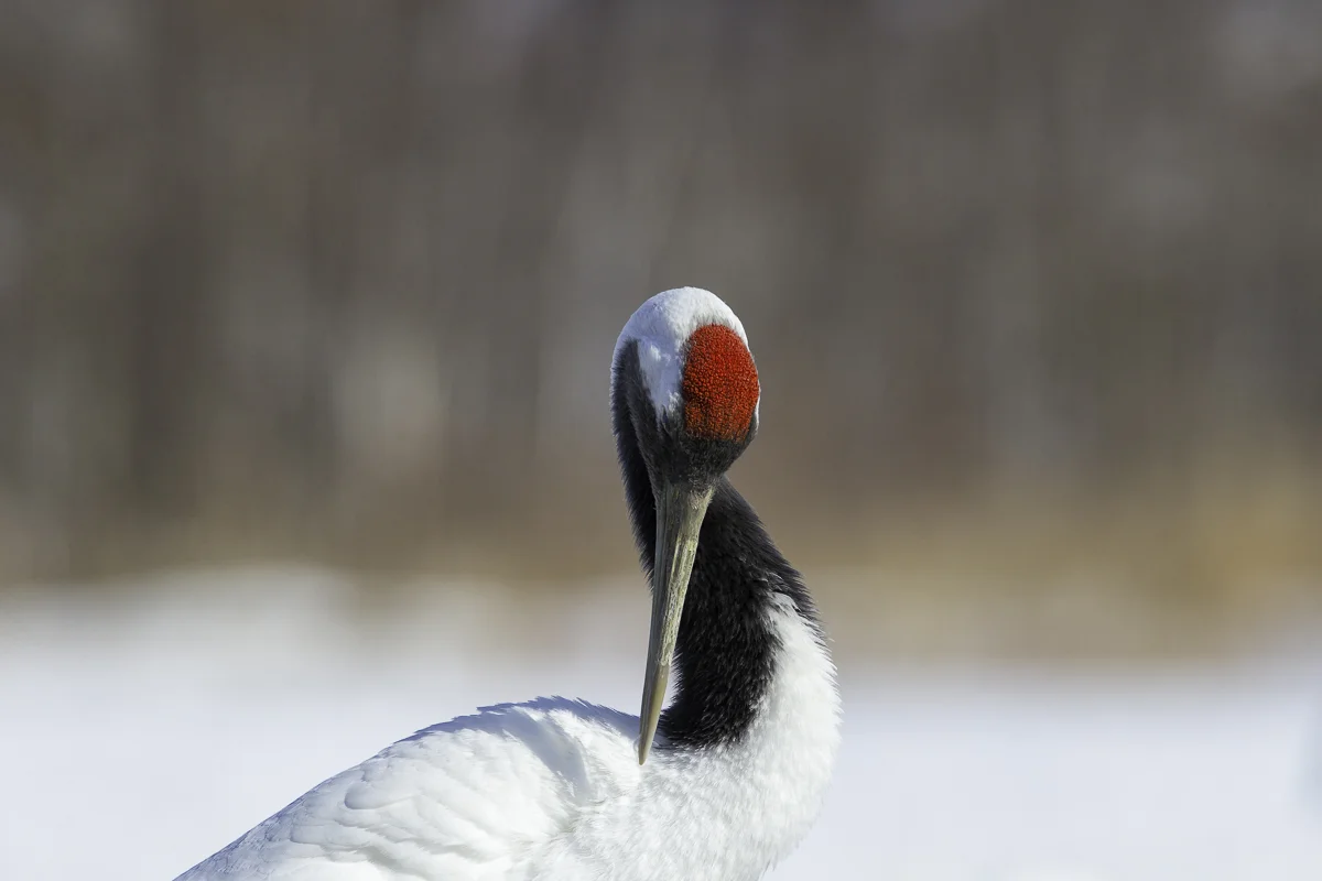 RED CROWNED CRANE 3, Japan 2016