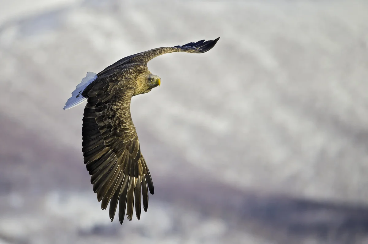 WHITE TAIL EAGLE 5, Japan 2016