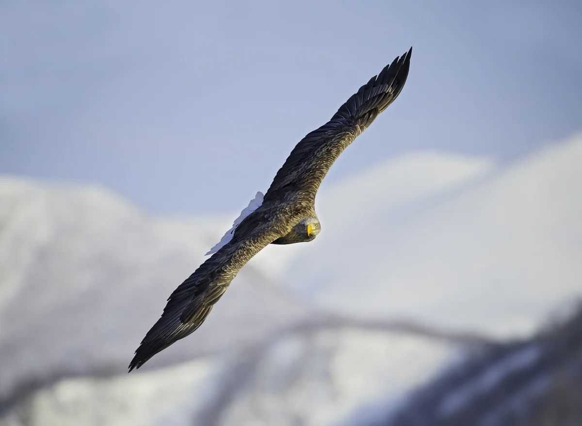 WHITE TAIL EAGLE 6, Japan 2016