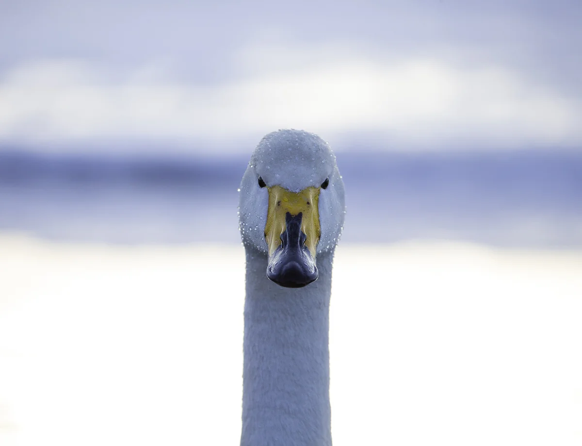 WHOOPER SWAN HEAD SHOT, Japan 2016