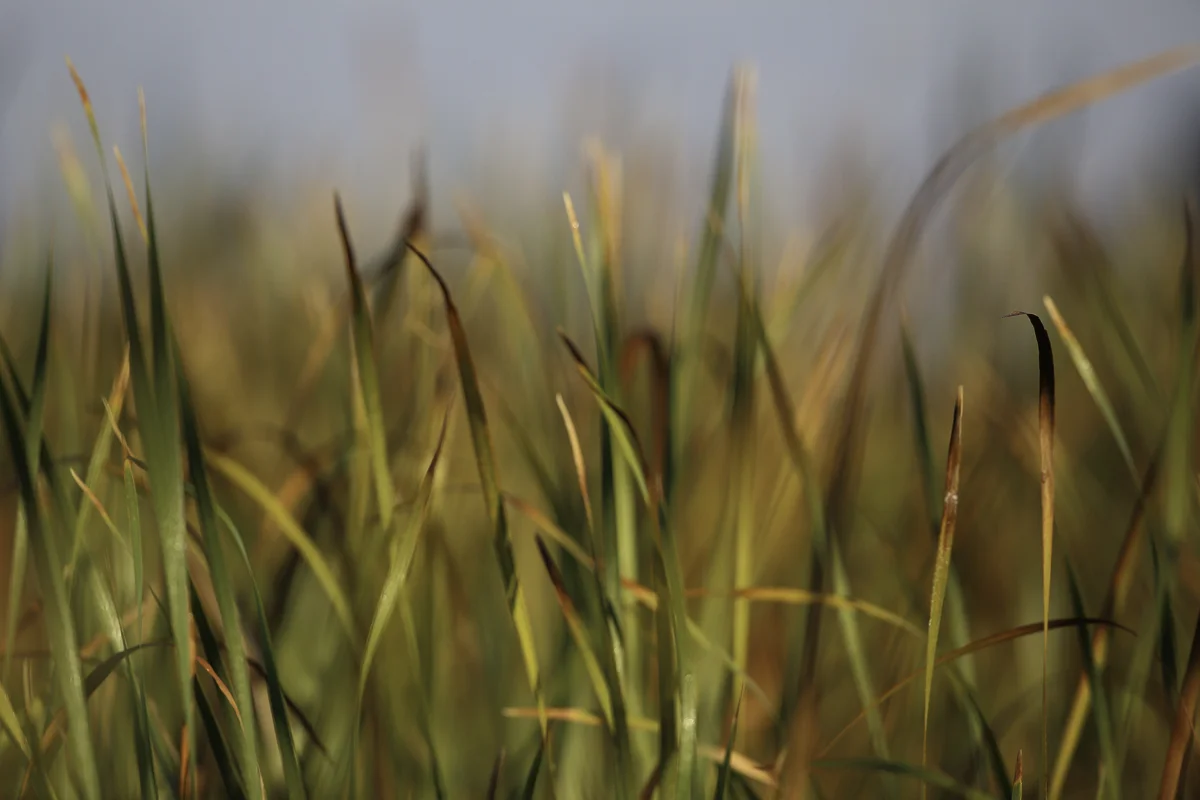 GRASSES, Florida 2013