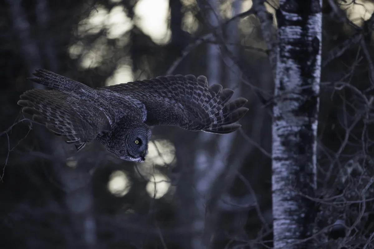GRAY SIDE LIT, Minnesota 2014
