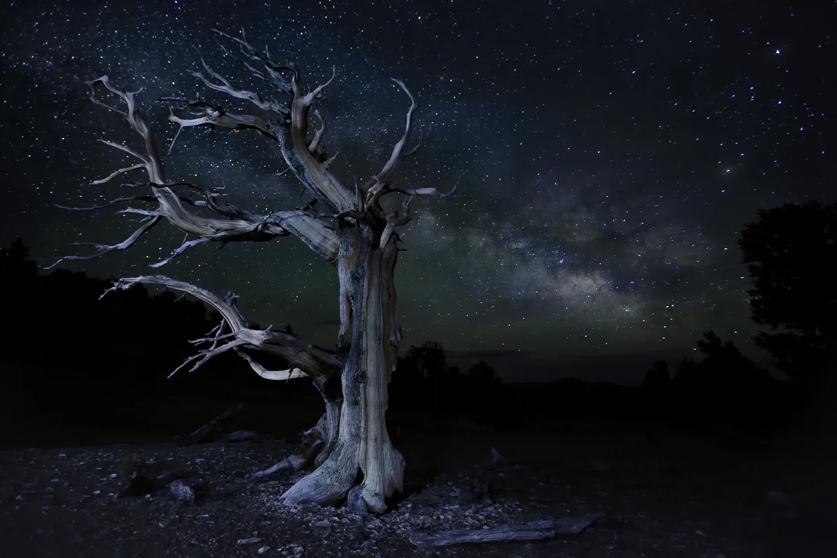 BRISTLECONE 2, California 2015