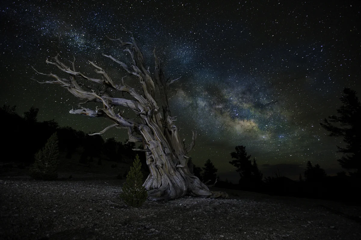 THE PATRIARCH, California 2015