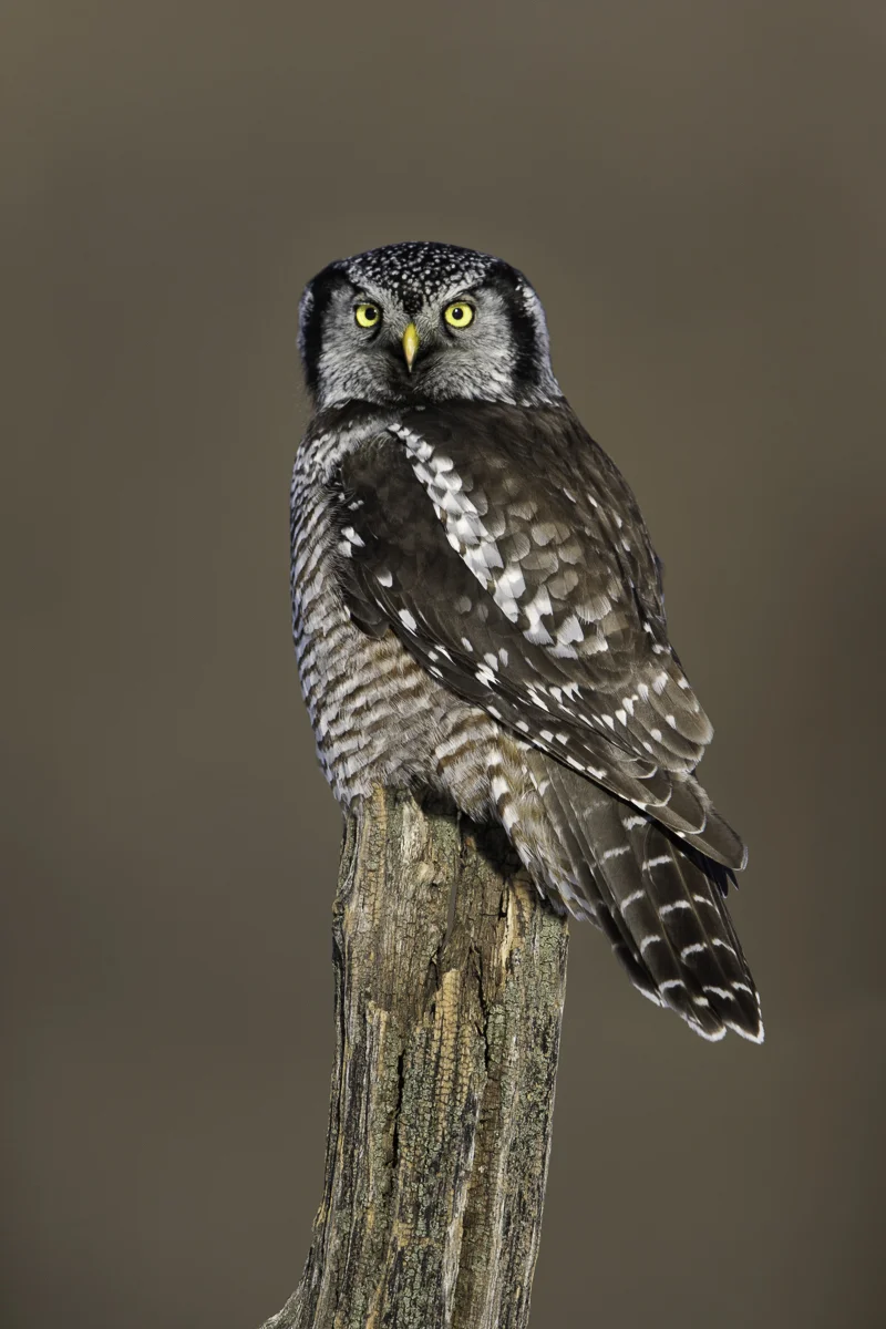 NORTHERN HAWK OWL PORTRAIT, Minnesota 2014