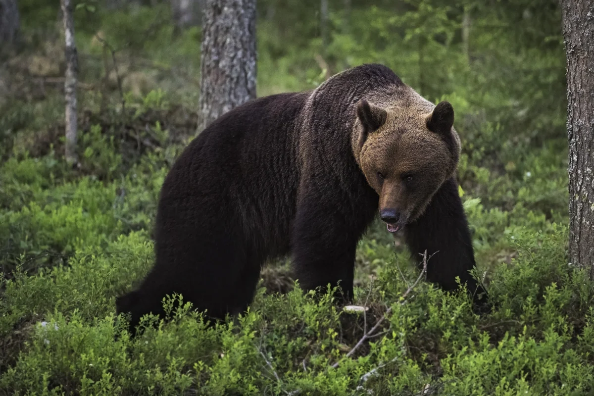 FINNISH BEAR 1, Finland 2018