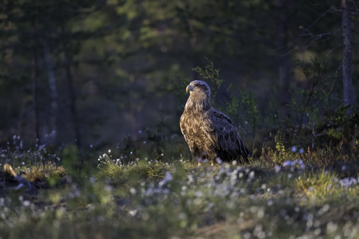 WHITE TAIL EAGLE 13, Finland 2018