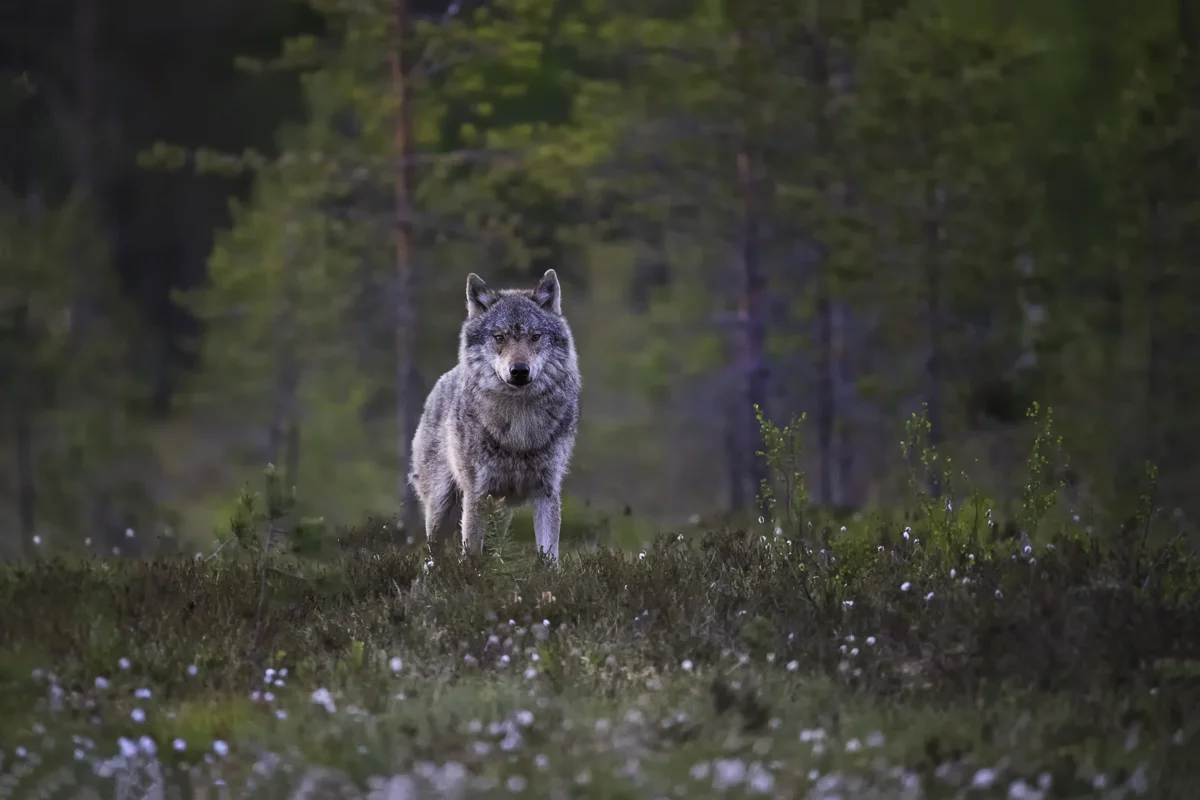 WOLF 1, Finland 2018