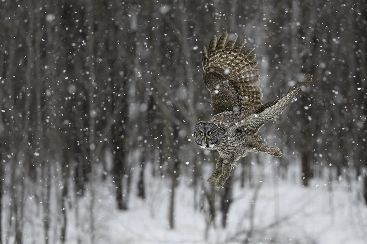 GREAT GRAY 11, Quebec 2017