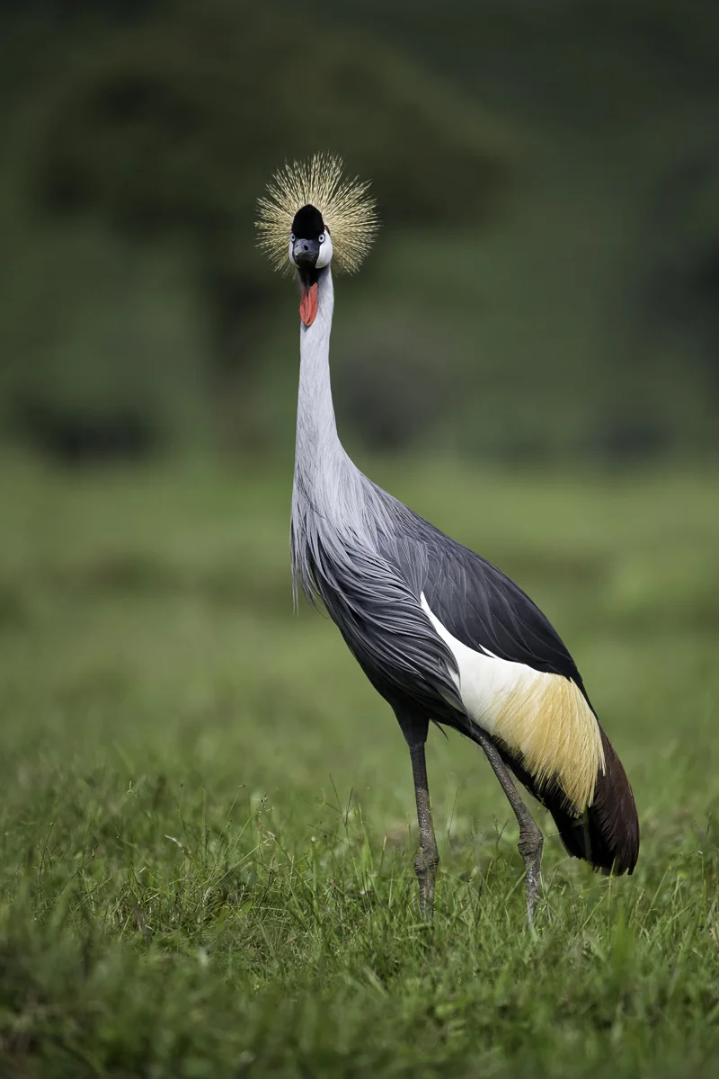 GREY CROWNED CRANE 1, Uganda 2017