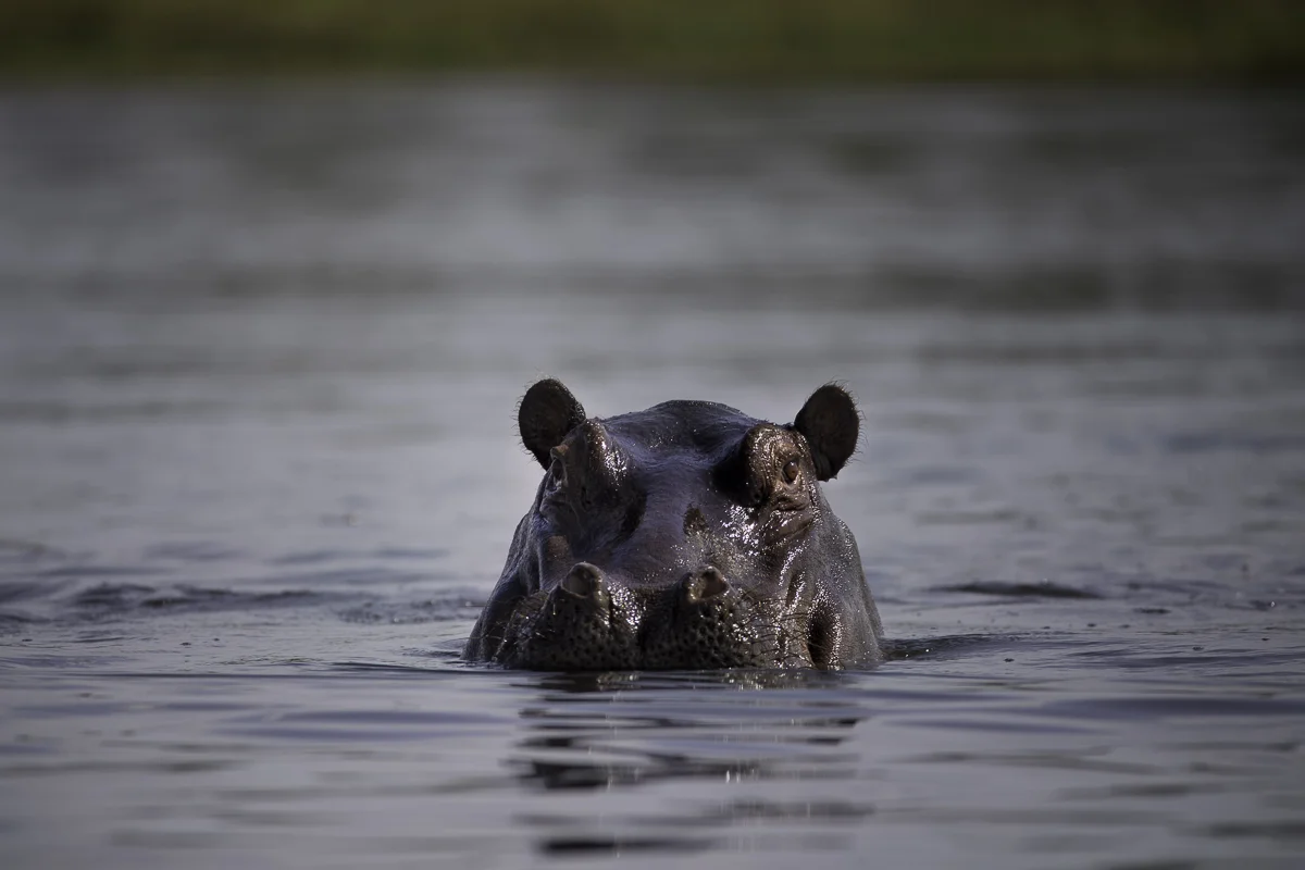 HIPPO 1, Botswana 2017