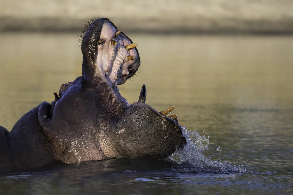Hippo 12, Botswana 2017