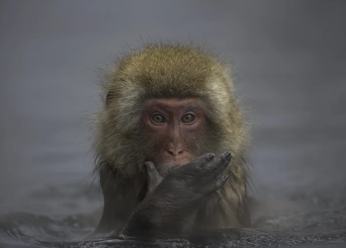 Japanese Macaque 3, Japan 2016