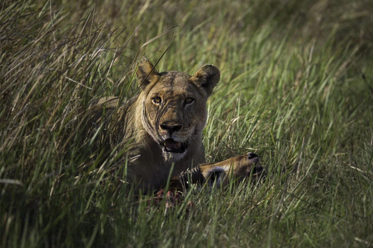 Lioness with Kill, Botswana 2017