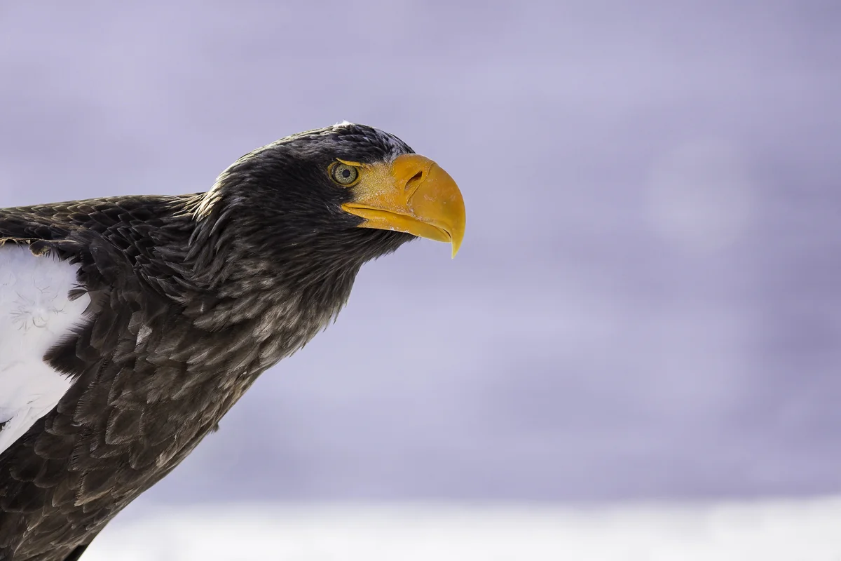 STELLER'S SEA EAGLE 11, Japan 2016