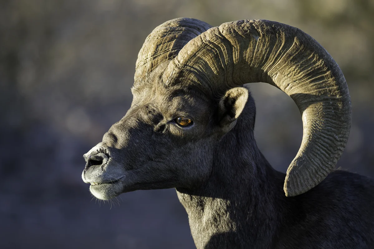 BIGHORN SHEEP 2, Nevada 2016