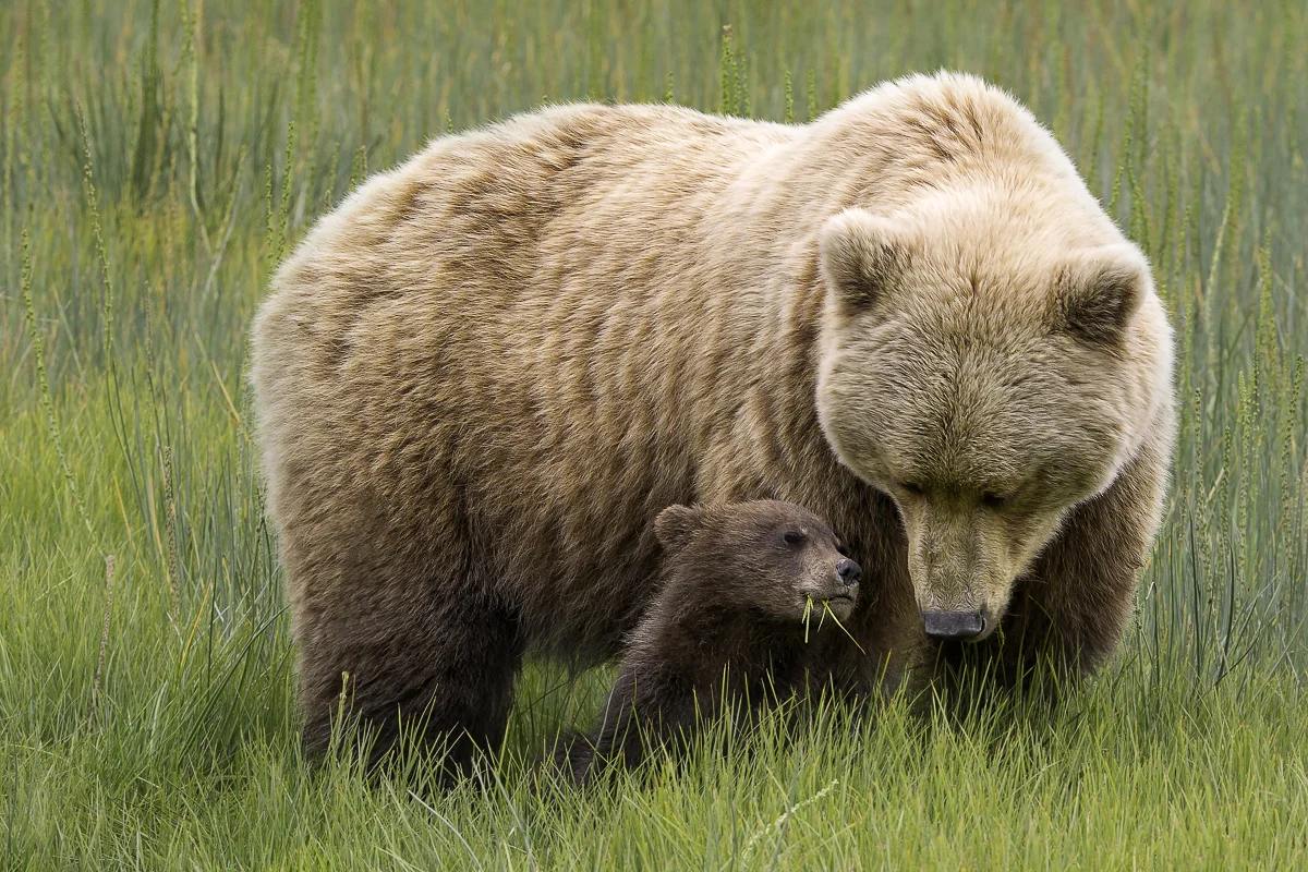 CONNECTION, Alaska 2015