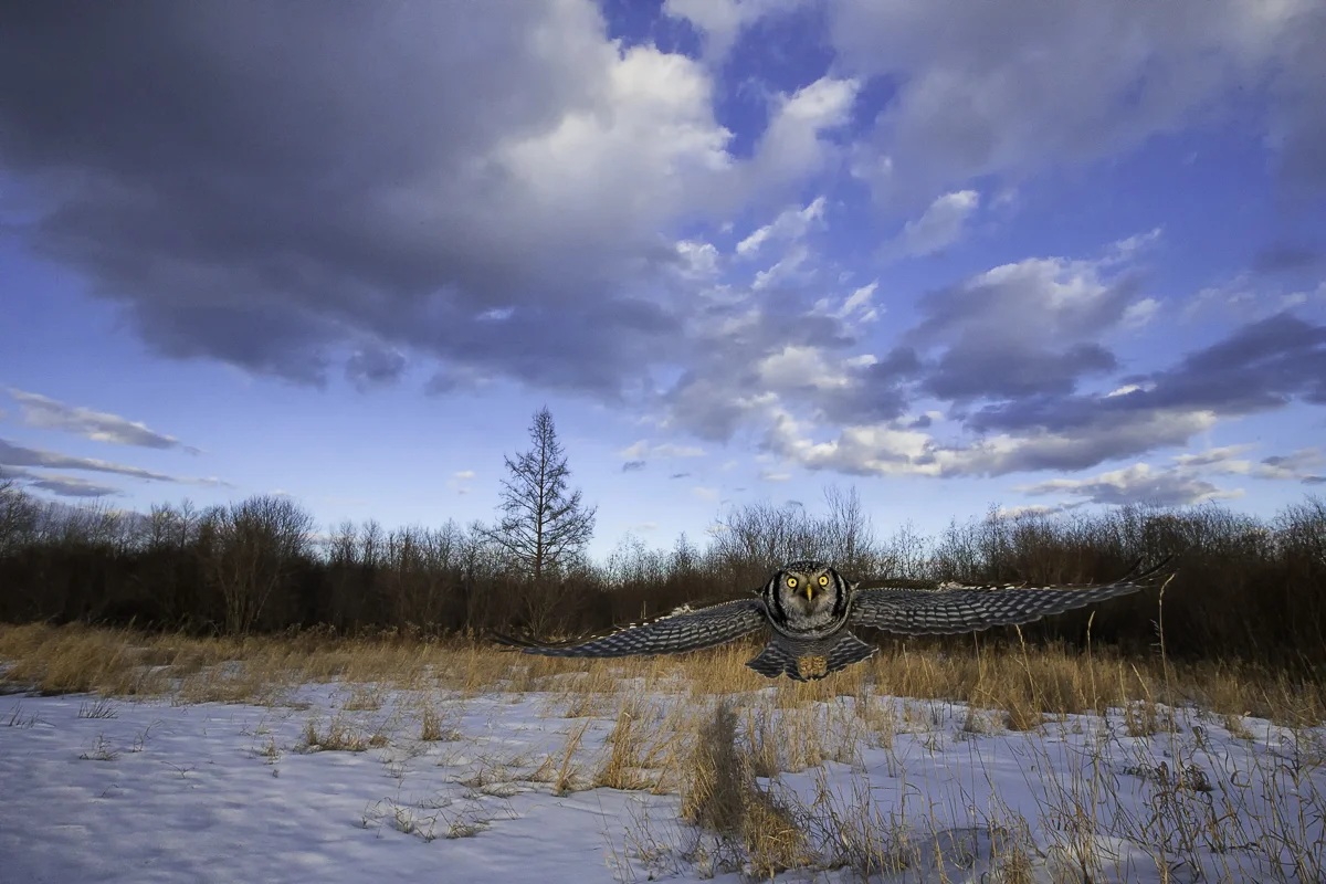 HAWK OWL HEAD ON, Minnesota 2015