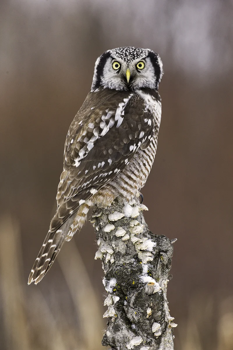 HAWK OWL PERCH, Minnesota 2015
