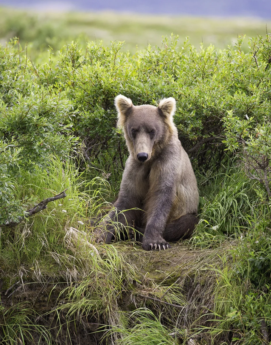 BEAR PORTRAIT, Alaska 2015