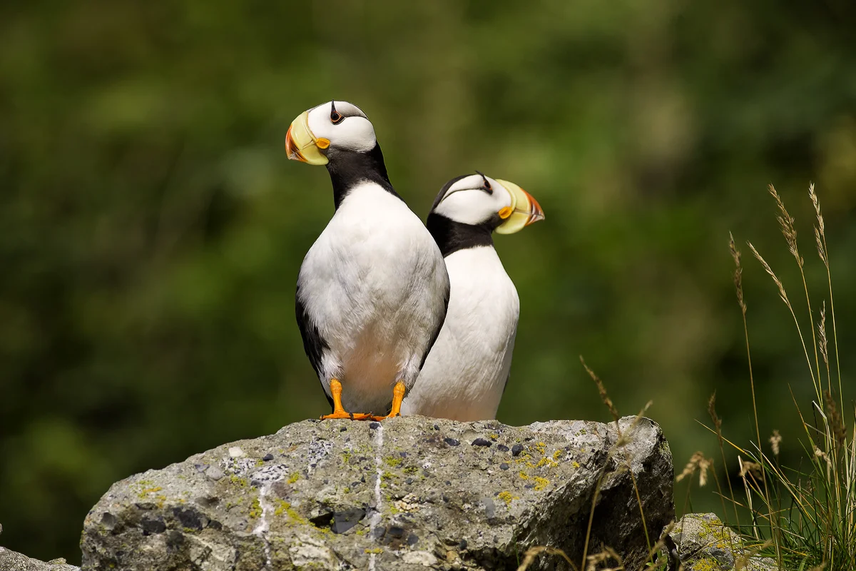 PUFFIN PAIR, Alaska 2015