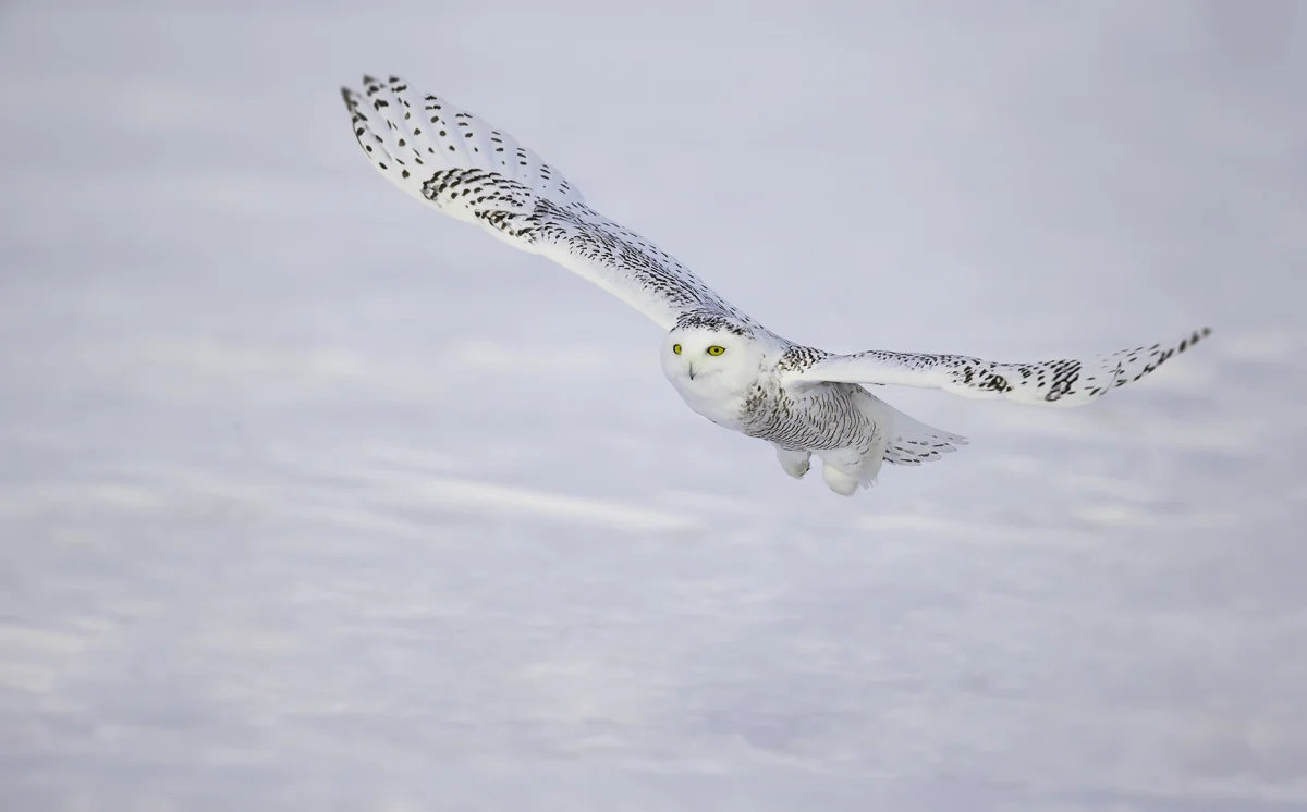 SNOWY 27, Quebec 2014