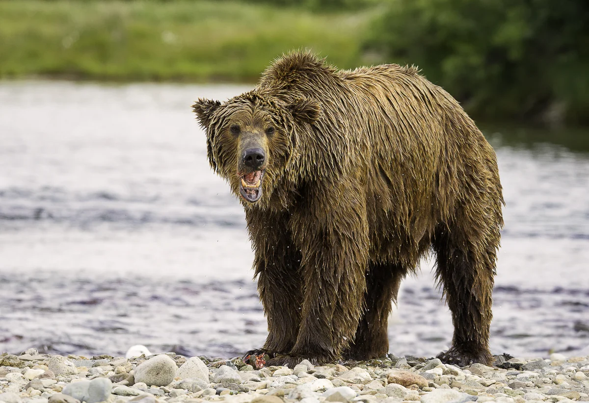 WARNED, Alaska 2015