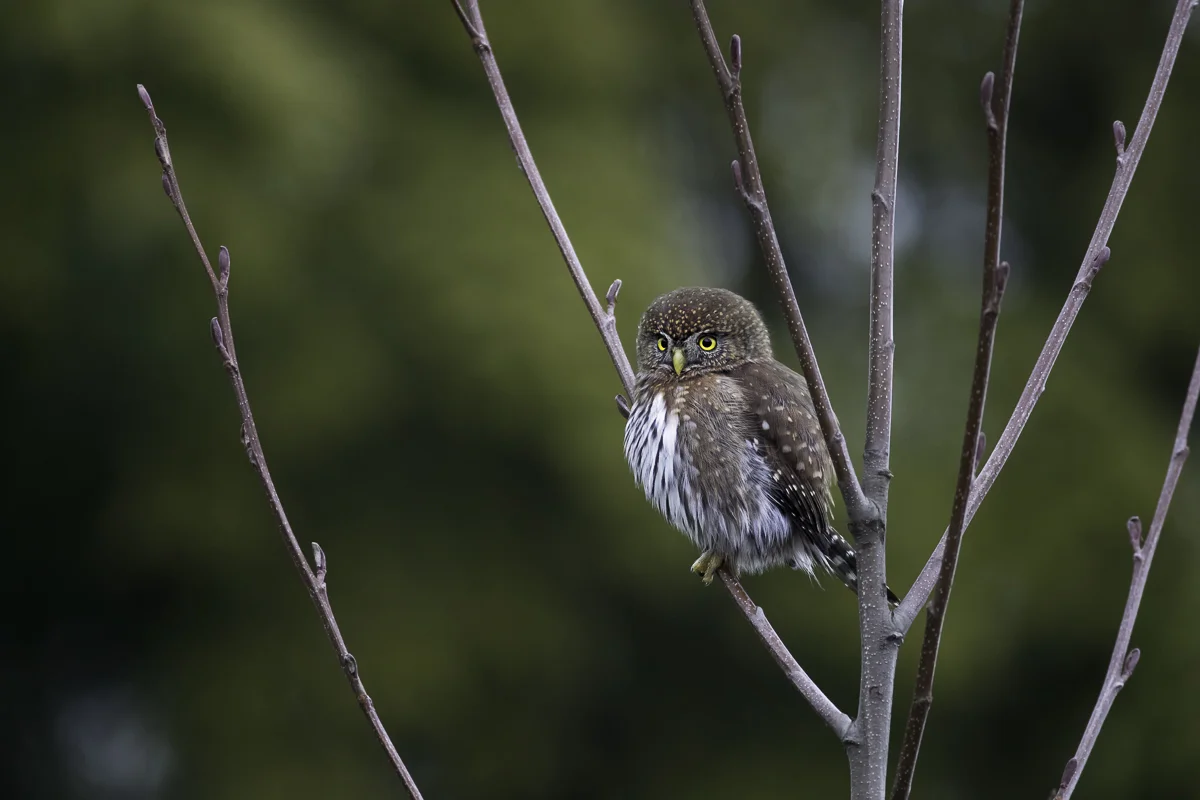 PYGMY 12, British Columbia 2017