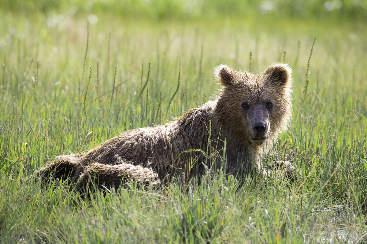 lazy day, alaska 2015
