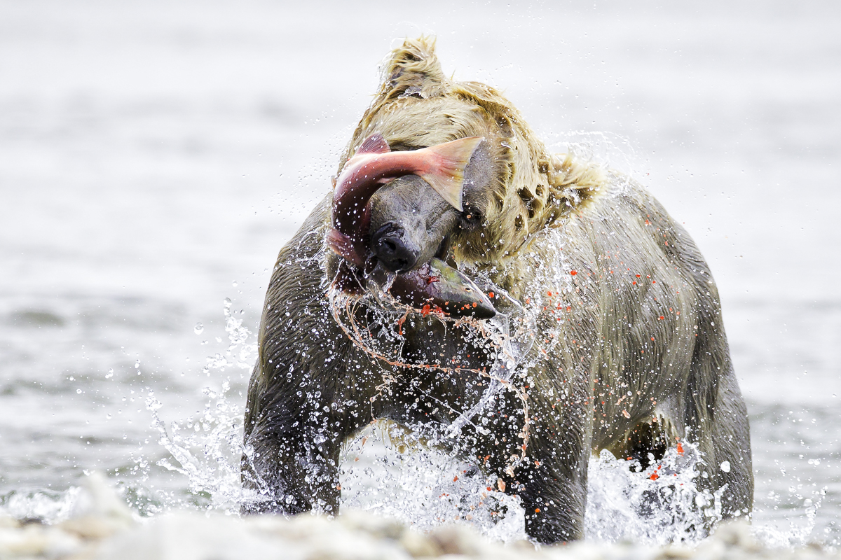 Shake 2, Alaska 2015