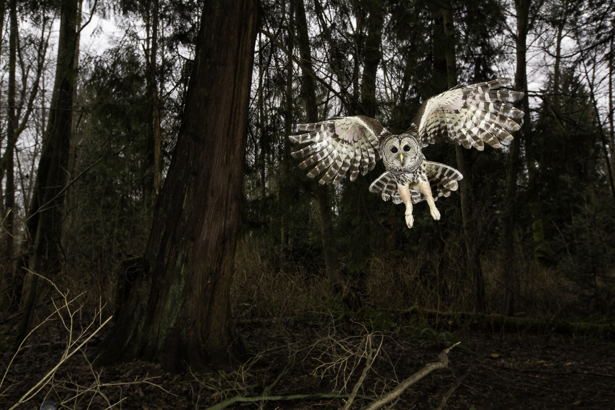 BARRED BANK, British Columbia 2015