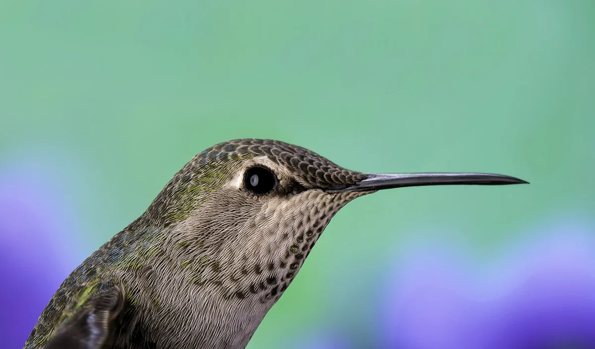 Macro Hummer, Nevada 2014
