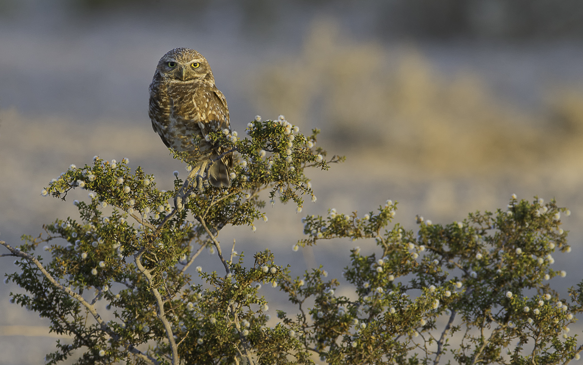 Burrowing Mother Portrait, Nevada 2014