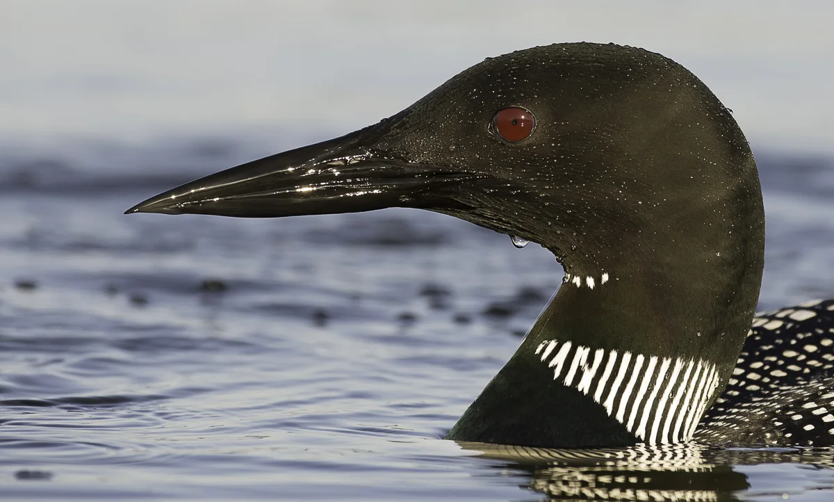 Loon Profile, Minnesota 2014