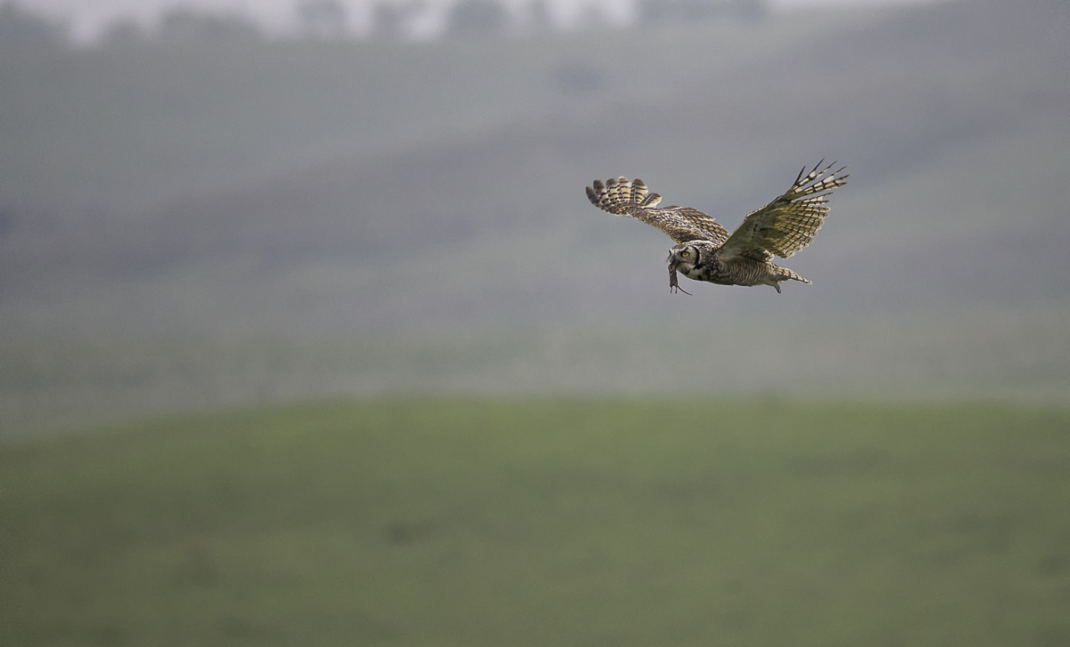 Great Horned Owl with Vole