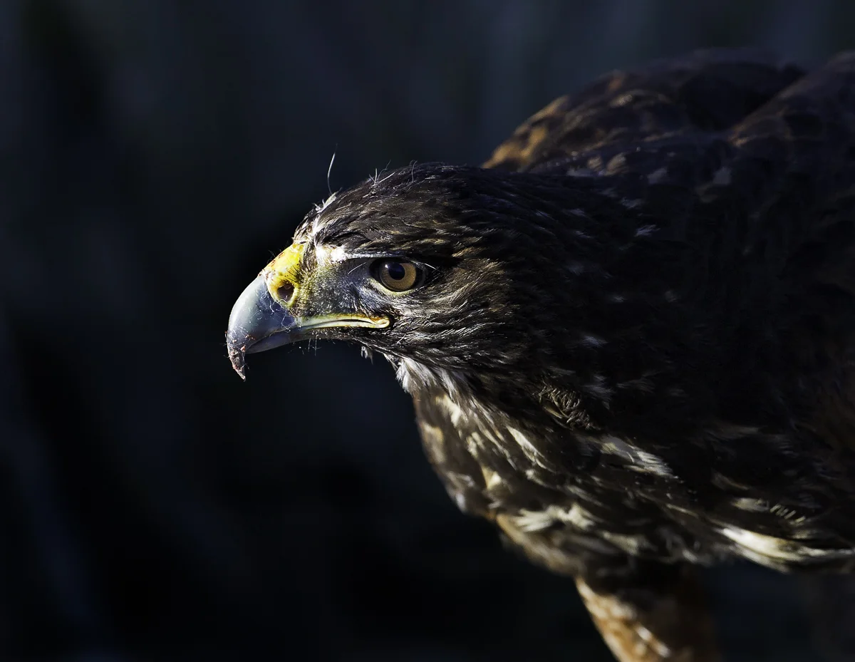 Harris's Hawk Profile, Nevada 2015