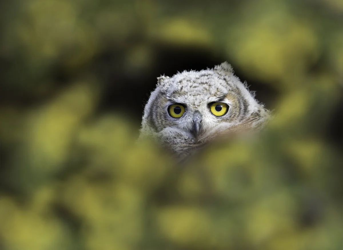Great Horned Baby Peek, Nevada 2015