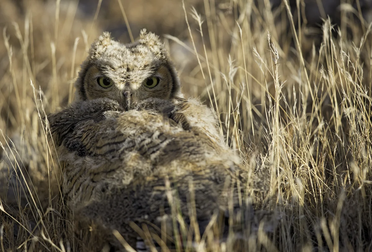 Great Horned Owlet, Nevada 2015
