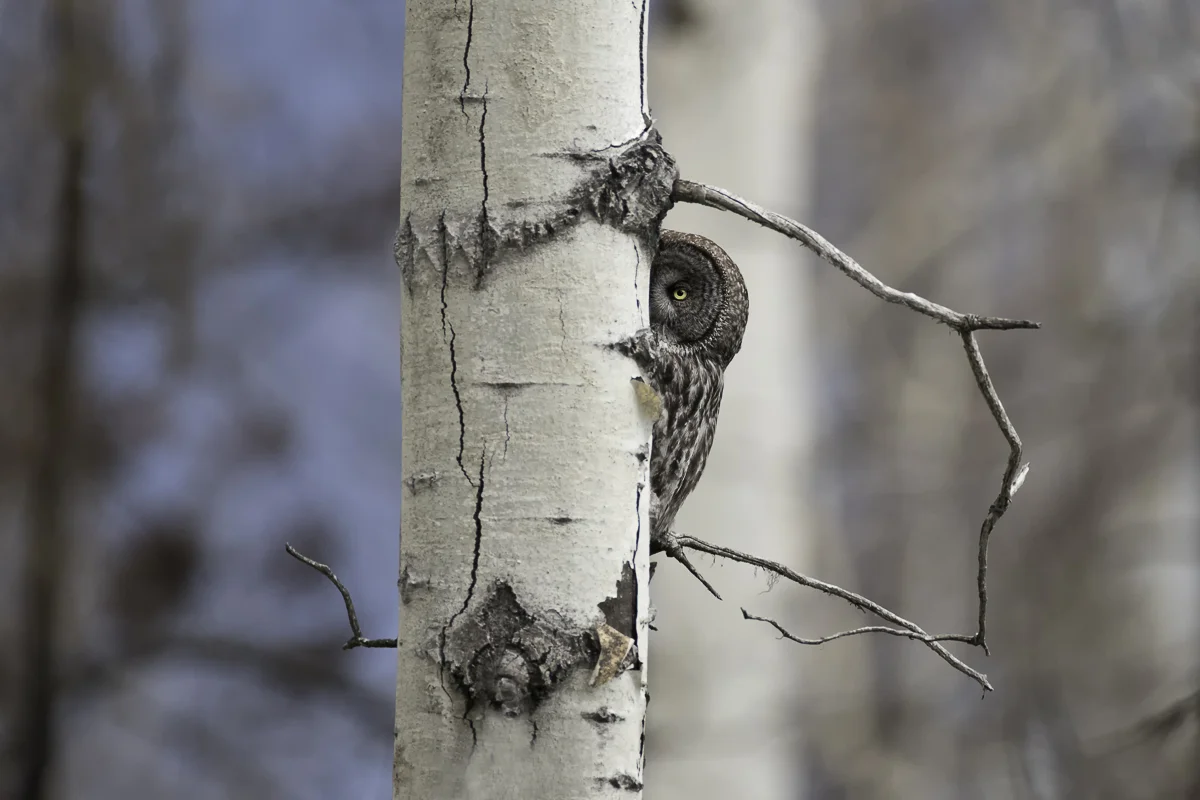 GGO PEEK, BRITISH COLUMBIA 2019