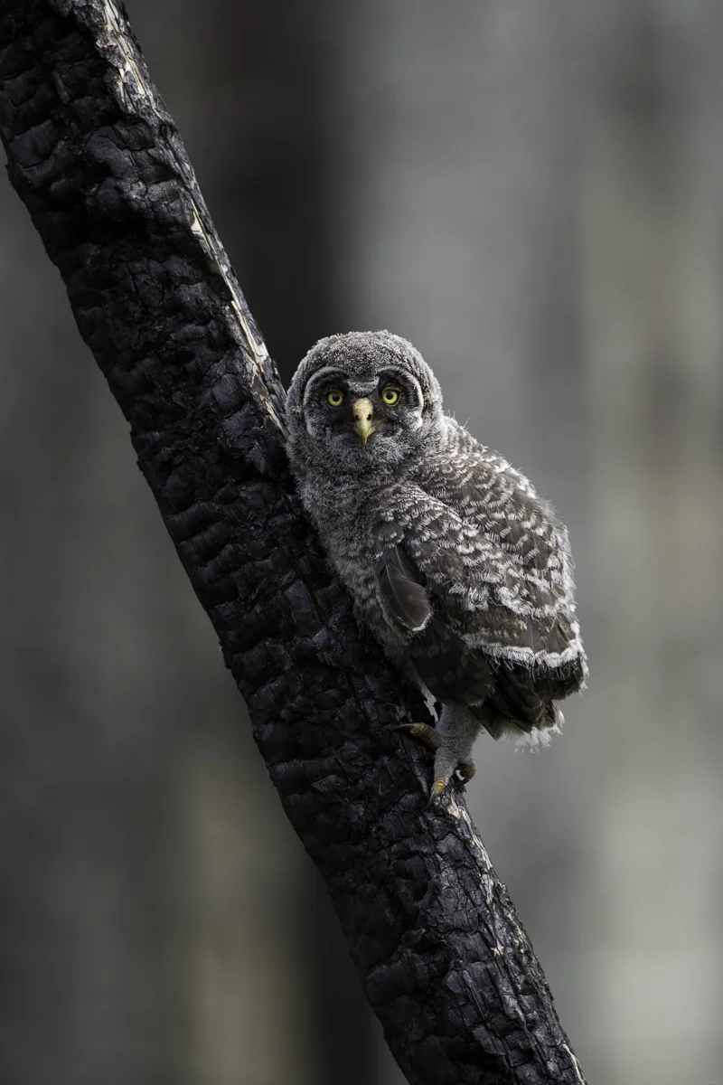GGO CHICK 1, BRITISH COLUMBIA 2019