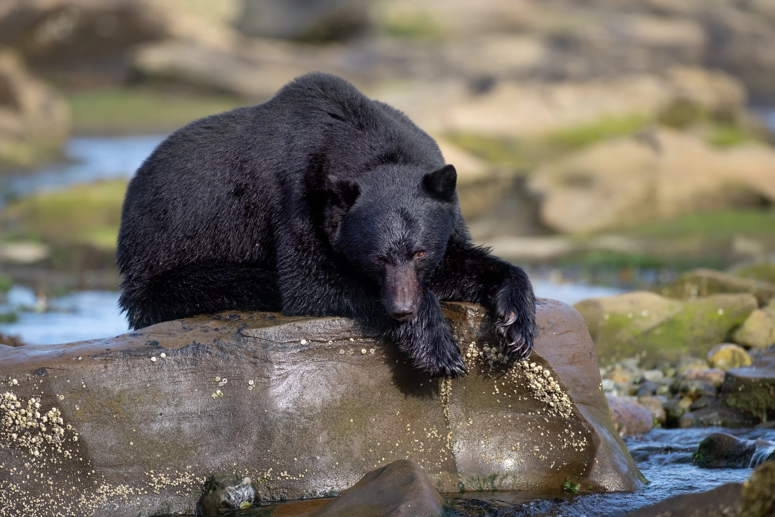 Black Bear 2, Vancouver Island 2019