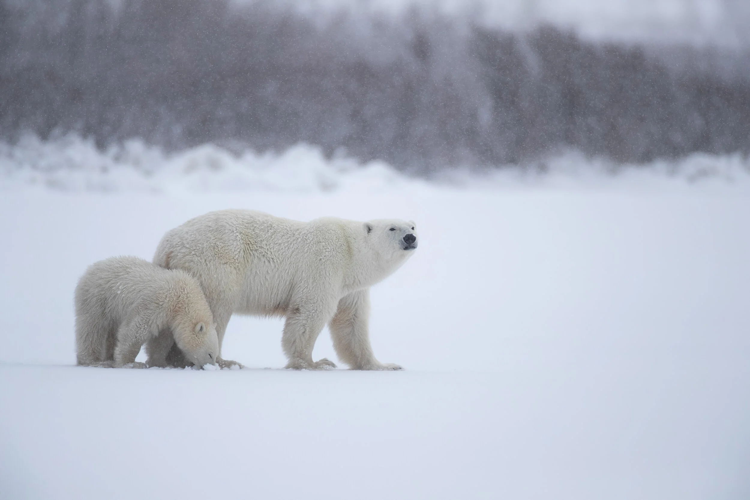 polar bear with cub, Manitoba 2019