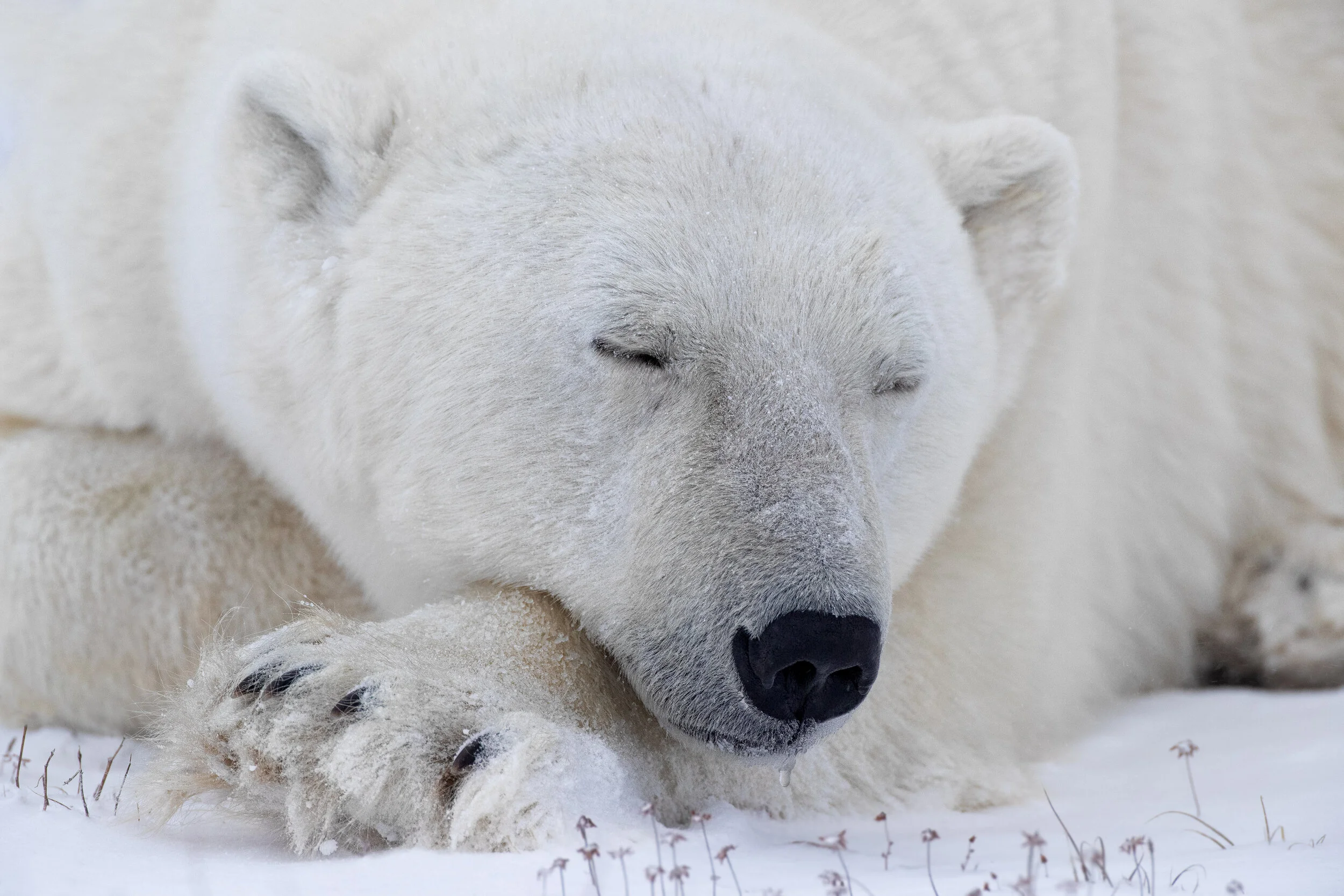 polar bear 3, Manitoba 2019