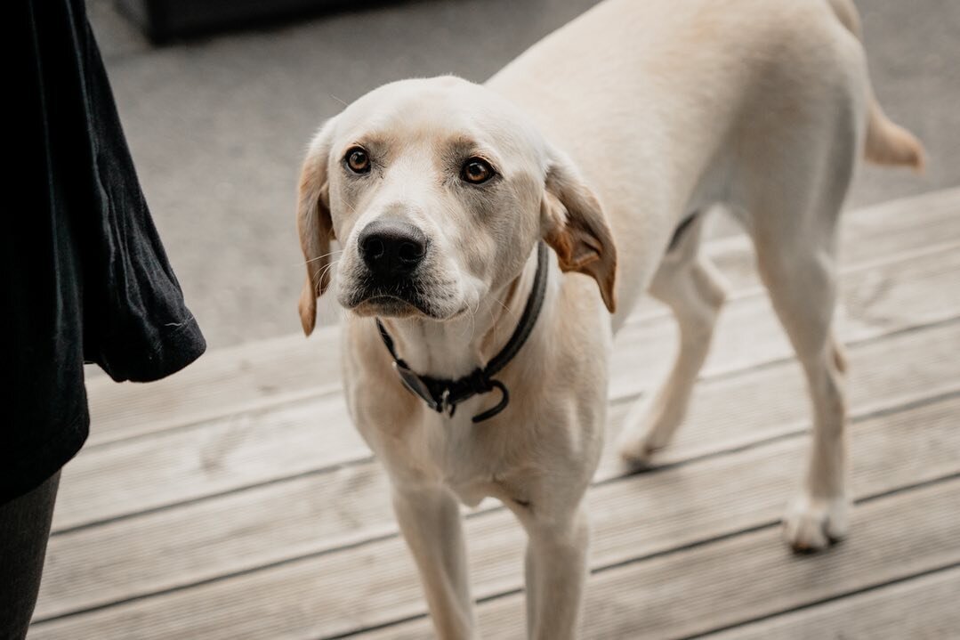 🇬🇧 CLOSED FRIDAY 🇬🇧
.
Thanks to Lizzie we&rsquo;re having a day off Friday. .
We&rsquo;re back in Saturday👊🏼
.
Enjoy the bank holiday everyone 🍻 
.
.
.
#ukbarbershop #bankholiday #labrador #labsofinstagram #shopdog #newquay #newquaycornwall #c