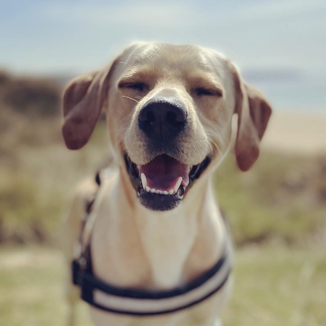 Stanley wants you all to know we have appointments available this week @cargo_barbers 
.
He can&rsquo;t wait to greet you at the door with sloppy kisses! 
.
.
.
#shopdog #labsofinstagram #labradorretriever #cornwallcoast #newquay #fistralbeach #newqu