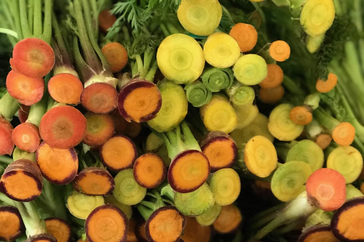 MANY COLORS OF CARROTS