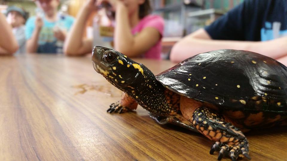 turtle-in-classroom.jpg